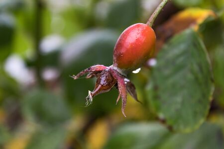 Dog-rose fruit. Red berries of a red rose on a background of green leaves. Close-up.の写真素材