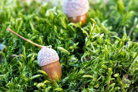 Autumn acorns on green moss. Background with autumn acorns. close-up.の写真素材