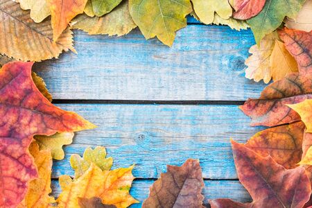 Background with autumn leaves on blue old boards. Background with autumn leaves. Copy space for...