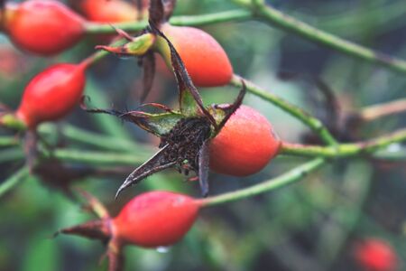 Twig with rose hips on a background of green leaves. Ripe rose hips.の写真素材