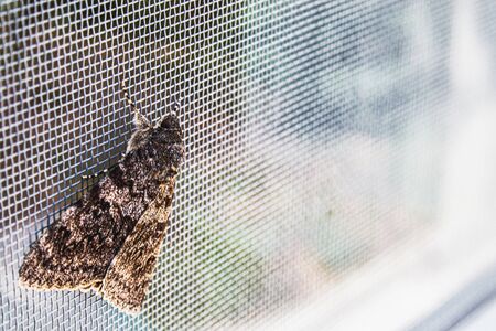 A butterfly sits on a mosquito net on the window. A beautiful insect in a natural habitat. Big butterfly.の写真素材