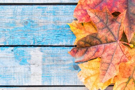 Background with autumn leaves on blue old boards. Background with autumn leaves. Copy space for...