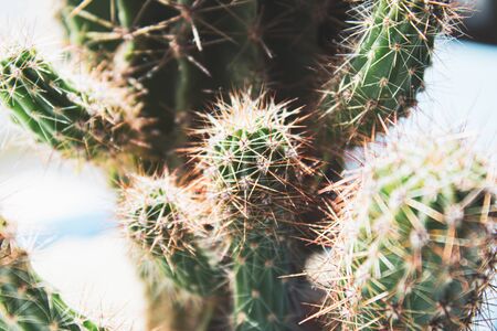 Cactus in a pot on a white shelf against the wall close-up. Cactus Potted Plants