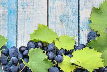 Blue grapes and green leaves on blue old boards. A bunch of grapes on a wooden table. Copy space