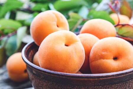 Ripe yellow apricots in a bowl on a wooden table near green leaves. Close-up.の写真素材