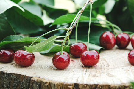 Red cherries and branches with green leaves on a wooden table. Close-up.の写真素材