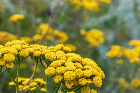 Tansy, ordinary tansy, bitter buttons, bitter cow, wormwood or golden buttons on a background of...