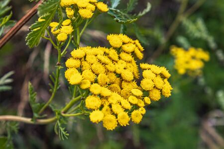 Tansy, ordinary tansy, bitter buttons, bitter cow, wormwood or golden buttons on a background of green grass. Medicinal plants.の写真素材