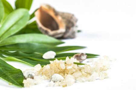 Spa concept of beauty treatments and procedures. Sea salt close-up and sea shells on green leaves on a white background. Copyspase flatlayの写真素材