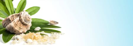 Spa banner concept of beauty treatments and procedures. Sea salt and sea shells on green leaves on a blue background. Copyspase flatlayの写真素材