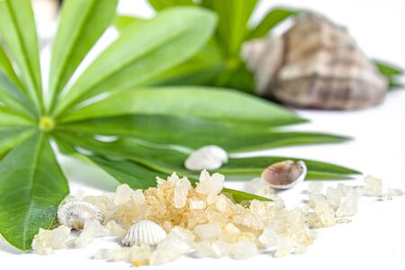 Spa concept of beauty treatments and procedures. Sea salt close-up and sea shells on green leaves on a white background. Copyspase flatlayの写真素材
