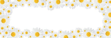 Banner with camomile flowers on a white background. Banner with blooming medical chamomile flowers. Spring or summer background, place for text.の写真素材
