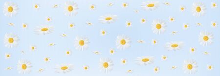 Flower composition. Chamomile flowers on a blue background. Spring, summer concept. Flat layout, banner sizeの写真素材