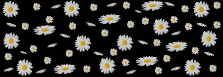 Flower composition. Chamomile flowers on a black background. Spring, summer concept. Flat Layout, Banner Sizeの写真素材