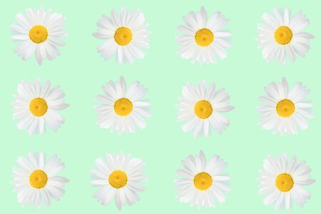 Flower arrangement of daisies on a green background, top view, flat position. Spring, summer concept.の写真素材