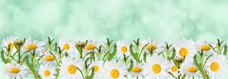 Banner with camomile flowers on a green background. Banner with blooming medical chamomile flowers. Spring or summer background, place for text.の写真素材