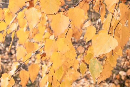 Branches with yellow leaves. Fallの写真素材