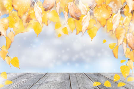 Autumn birch leaves on a background of blue sky and bokehの写真素材