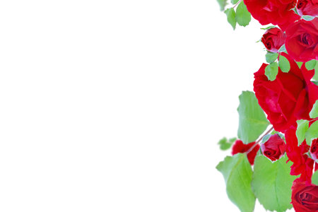 Red roses on a white background. Mother's day, valentine's day, birthday celebration concept. Card. Copy space for textの写真素材
