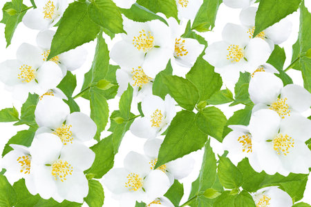 Round frame from white chamomile flowers on a white background. Mock up greeting card with daisies.の写真素材