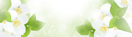 Jasmine flowers and leaves flower panorama. Abstract natural backgrounds. Greeting card template backgroundの写真素材