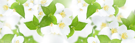 Jasmine flowers and leaves flower panorama. Abstract natural backgrounds. Greeting card template backgroundの写真素材