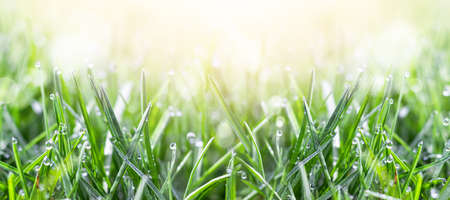 Fresh green grass in the meadow with water dew drops in the morning light. Spring or summer background, banner.の写真素材