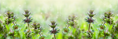 Spring or summer floral background. Wildflowers in the rays of the sun in the meadow. Soft focus.の写真素材