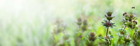 Spring or summer floral background. Wildflowers in the rays of the sun in the meadow. Soft focus.の写真素材