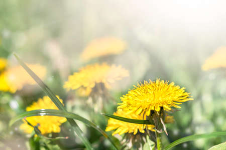 Blooming yellow dandelion flowers in the garden in spring or summer. Detail of bright common dandelions in the meadow at springtime. It is used as a medicinal plant and food ingredient.の写真素材