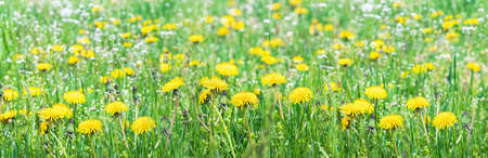 Green field with yellow dandelions. Close-up of yellow spring flowers on the ground. Dandelions in the spring.の写真素材