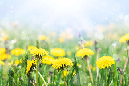 Meadow with yellow dandelions on a sunny day. Blooming dandelions close up. Dandelions in the...