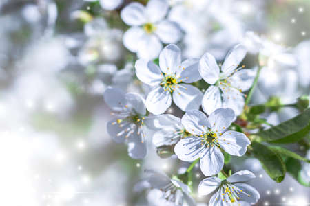 Cherry flowers in small clusters on a cherry branch, fading to white. Shallow depth of field. Cherry blossomsの写真素材