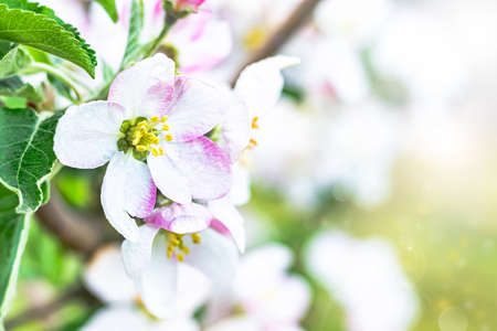 Flowering apple trees in the garden. White flowers of an apple tree in the rays of the sun. Close-up.の写真素材