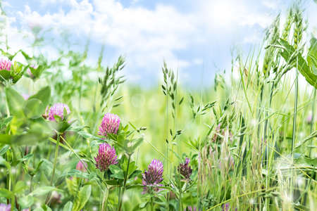 Blooming clover in spring, summer background with wildflowers of clover in the meadow. Beautiful nature in the meadowの写真素材