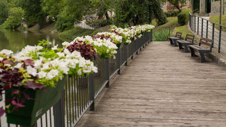 petunia flowers in pots on the promenade.neighboring benches for people to relax. High quality photoの写真素材