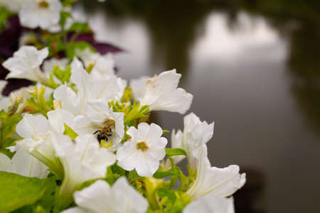 Bumblebee in a white petunia flower against the background of the riverの写真素材