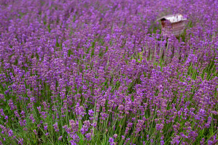 small beehive for wild bees on a lavender fieldの写真素材