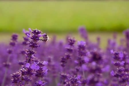 bee sitting on a lavender flower in a field.blurred backgroundの写真素材