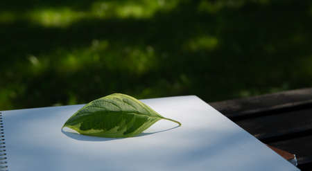green leaf lies on a notebook on a park bench on a sunny day