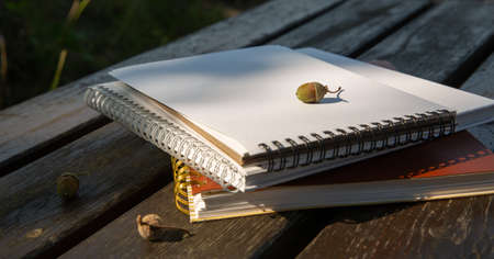 acorns lie on a stack of books with a notebook on a park bench on a sunny dayの写真素材