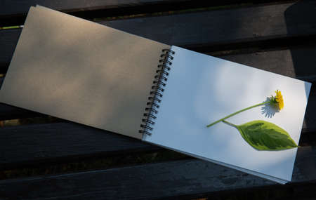 green leaf and dandelion lies on a notebook on a park benchの写真素材