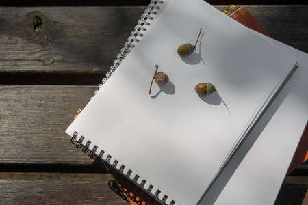 acorns lie on a stack of books with a notebook on a park bench on a sunny dayの写真素材