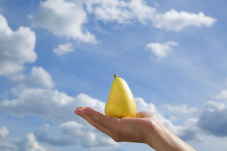 The pear lies in the palm of the hand against the blue skyの写真素材
