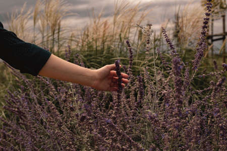 Closeup female hand gently runs the hand over the flowers in the field