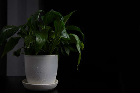 Spathiphyllum flower stands on a table on a black backgroundの写真素材