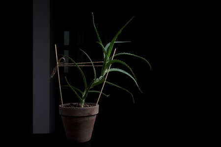 large flower of aloe arborescent on black backgroundの写真素材
