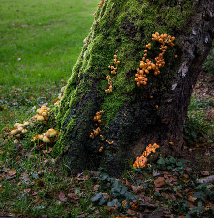 old tree overgrown with moss and mushroomsの写真素材