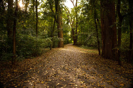 park path strewn with yellow branches that have fallen from trees .の写真素材