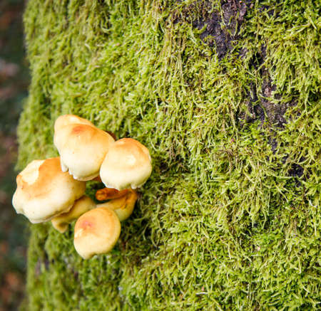 small light mushrooms growing on a tree trunkの写真素材